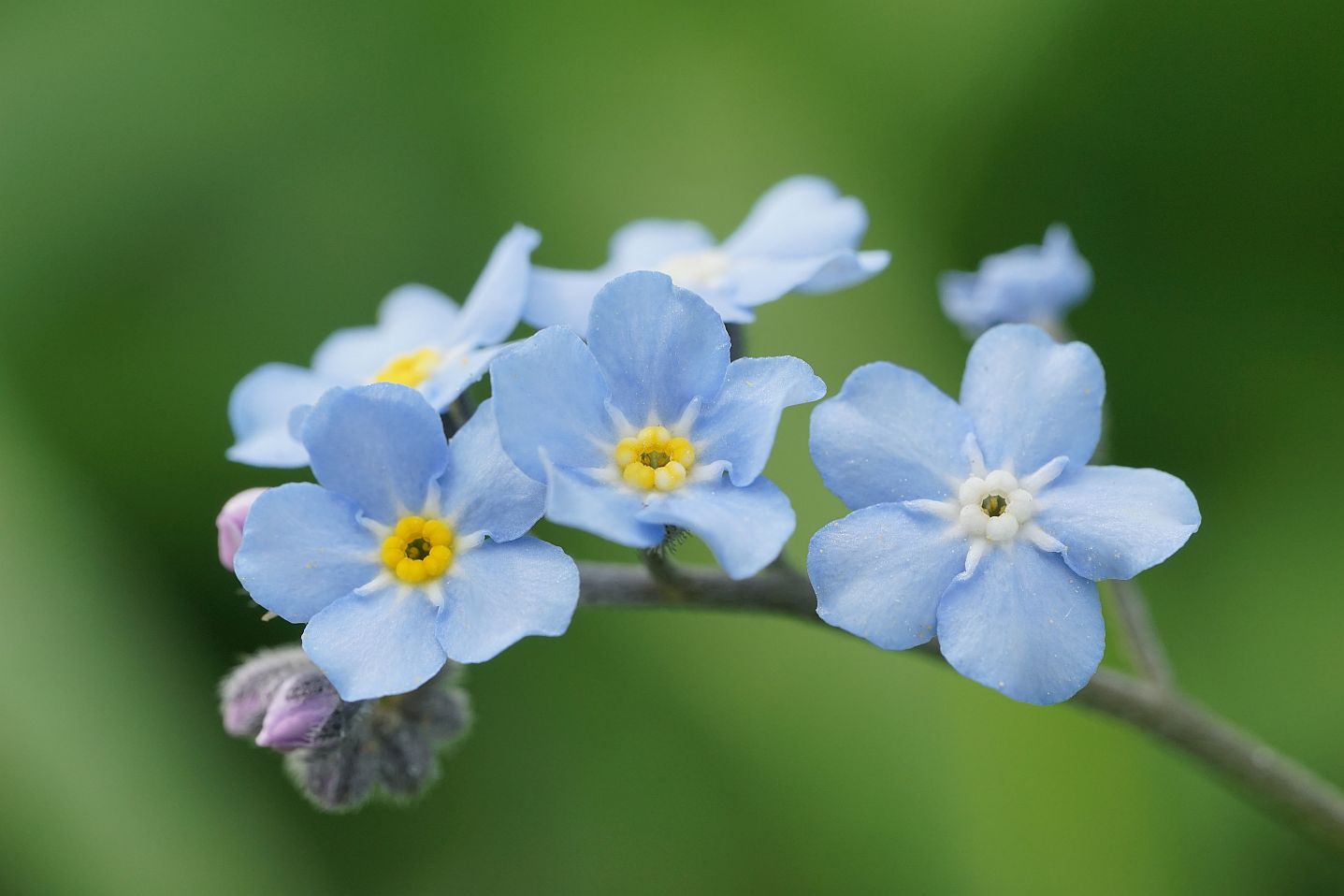 Blumenbild blau